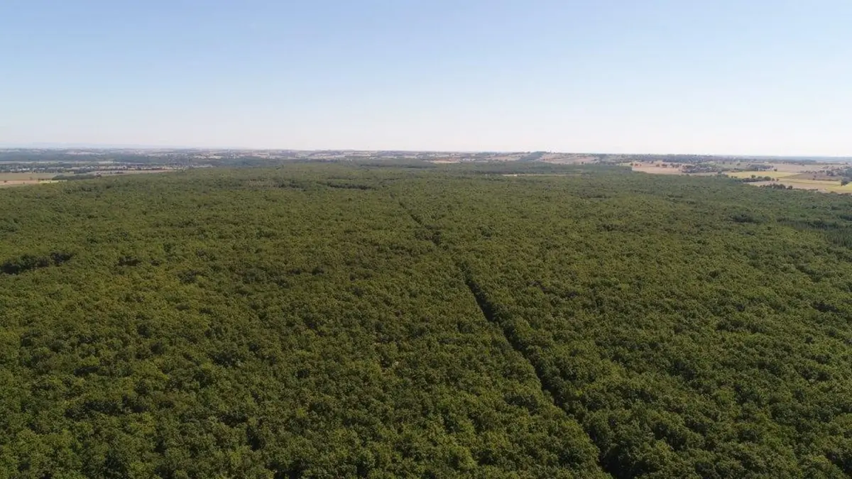 FORET DE BUZET