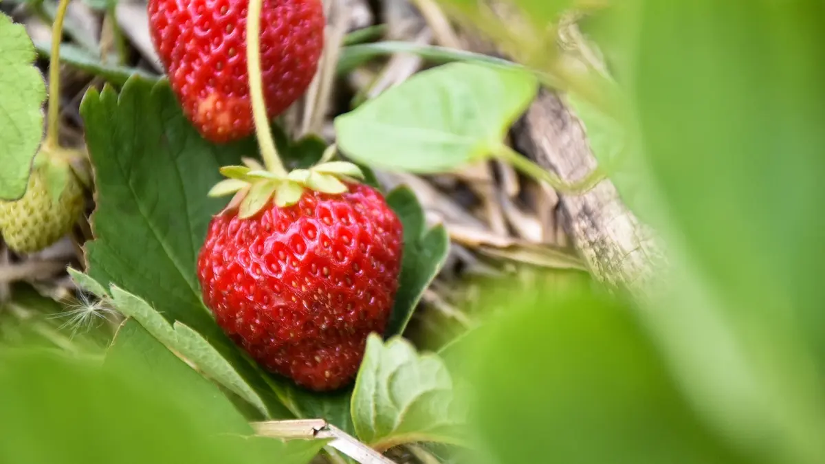 Cueillez des fraises parisiennes chez Fragola !