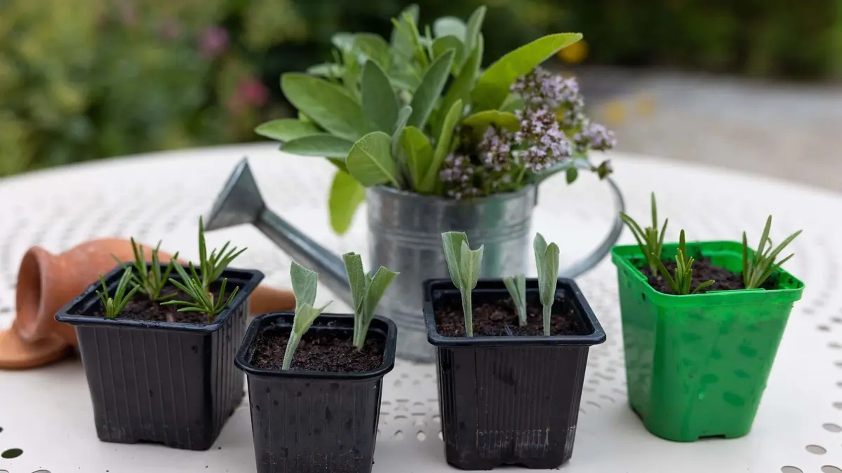 Atelier jardinage « Boutures d'Aromatiques »