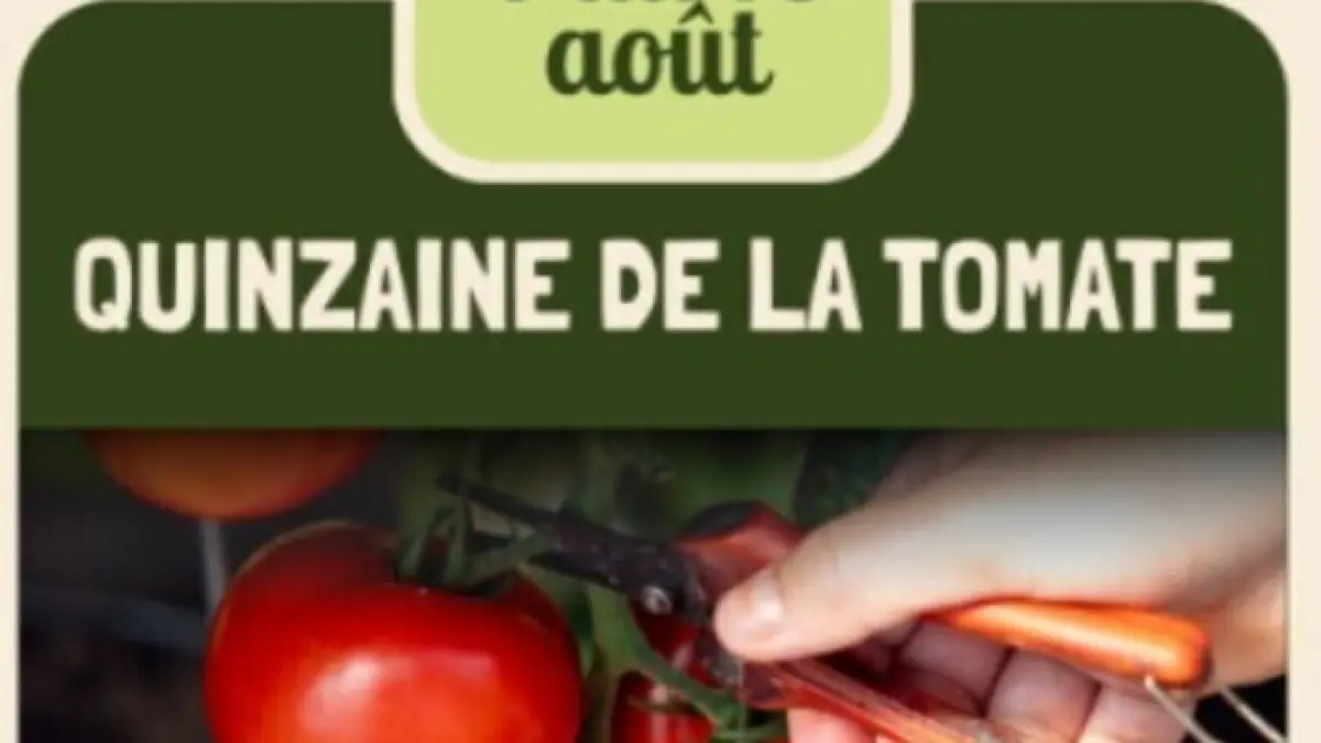 La quinzaine de la tomate