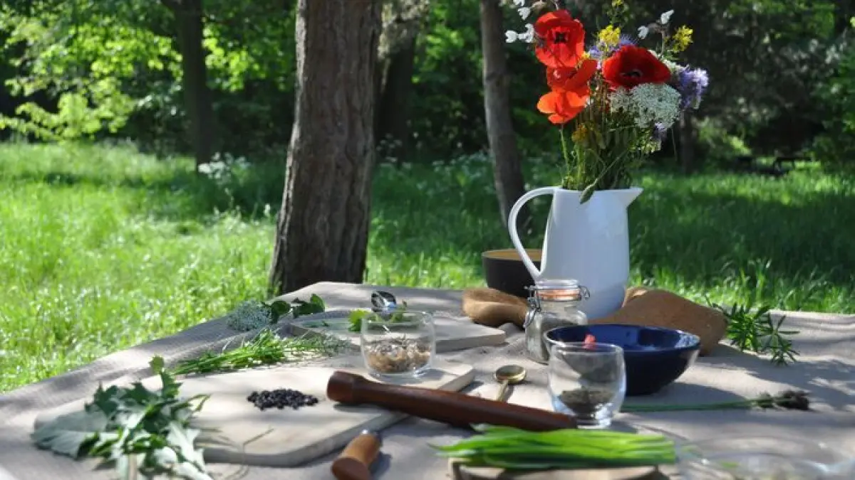 Balade découverte et cuisine sauvage