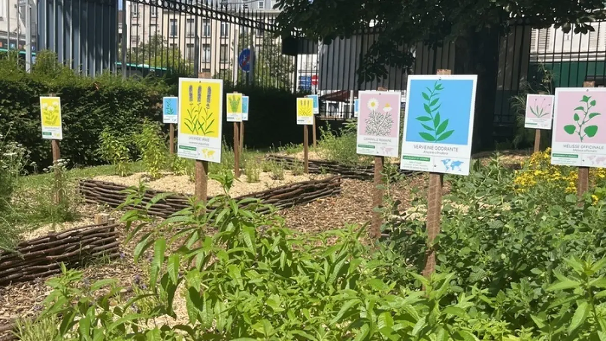 Visite-atelier Les plantes magiques