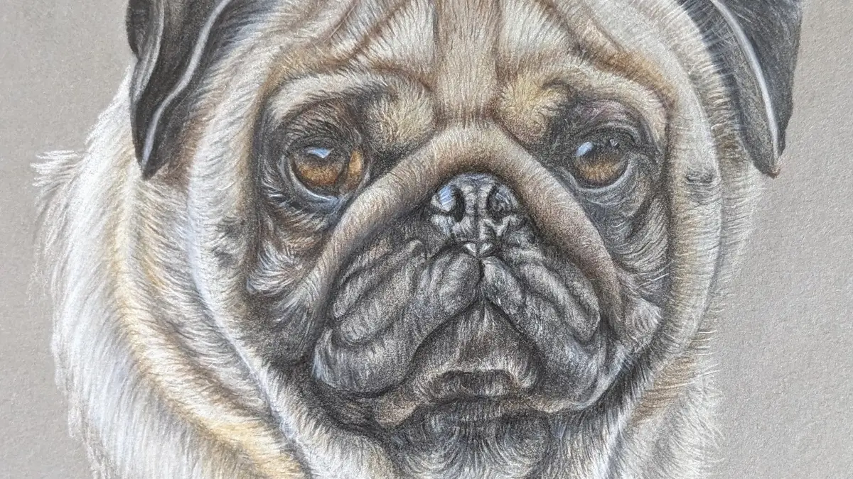 STAGE DESSIN ANIMALIER