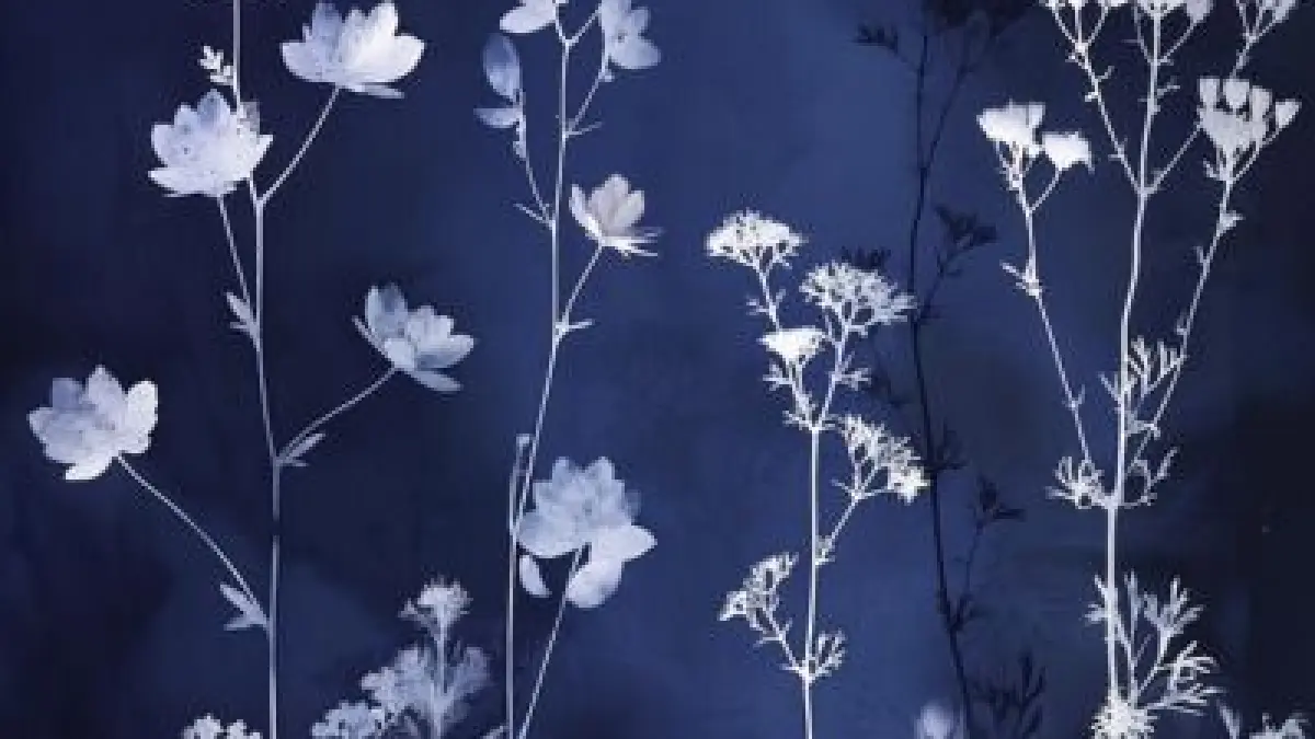 Atelier cyanotype
