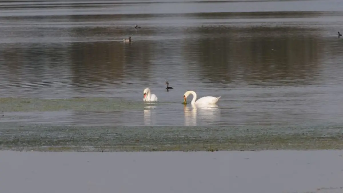 Les oiseaux de la Réserve naturelle régionale des Seiglats