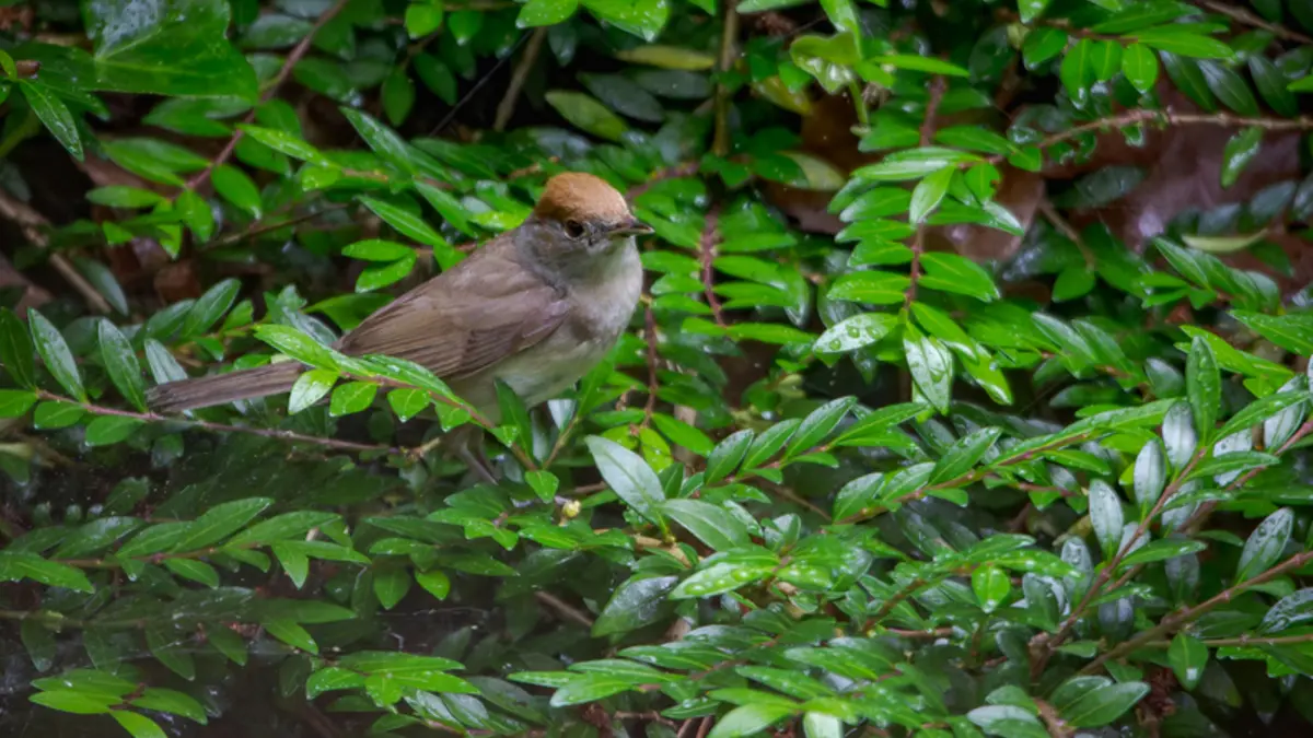 Initiation à la reconnaissance des chants d’oiseaux - niveau avancé