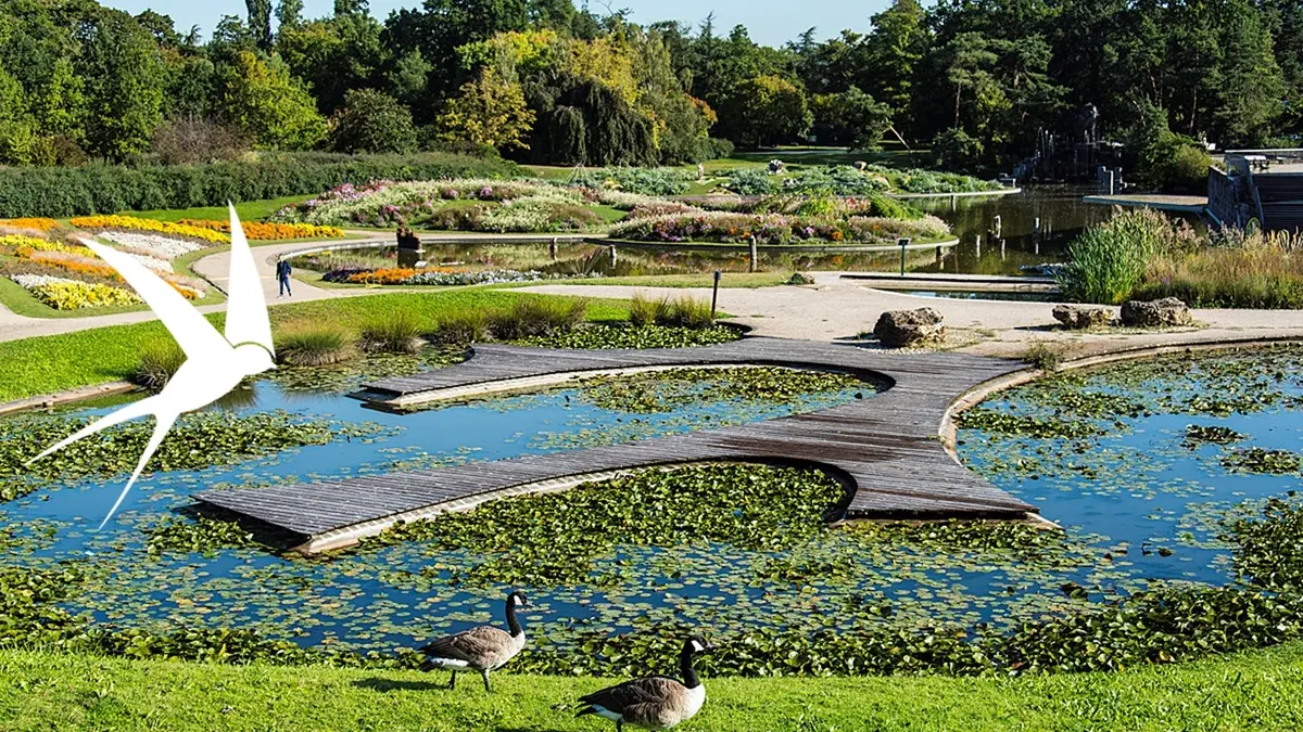 Sortie ornithologique au Parc Floral de Paris