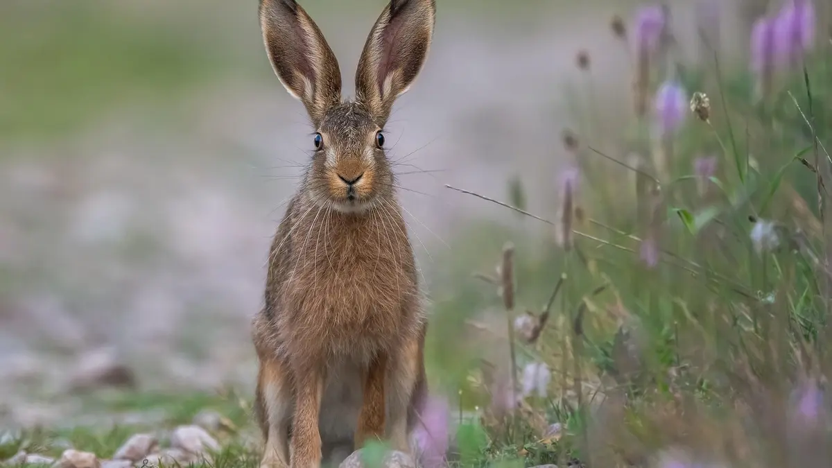 Lecture Nature : Histoires à grandes oreilles