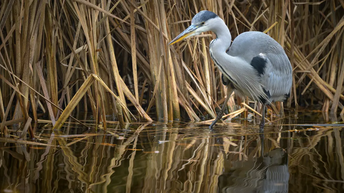 Les oiseaux du lac de Saint Mandé