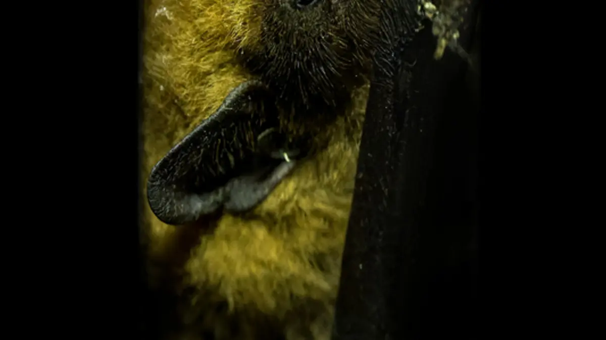 À l’écoute des chauves-souris