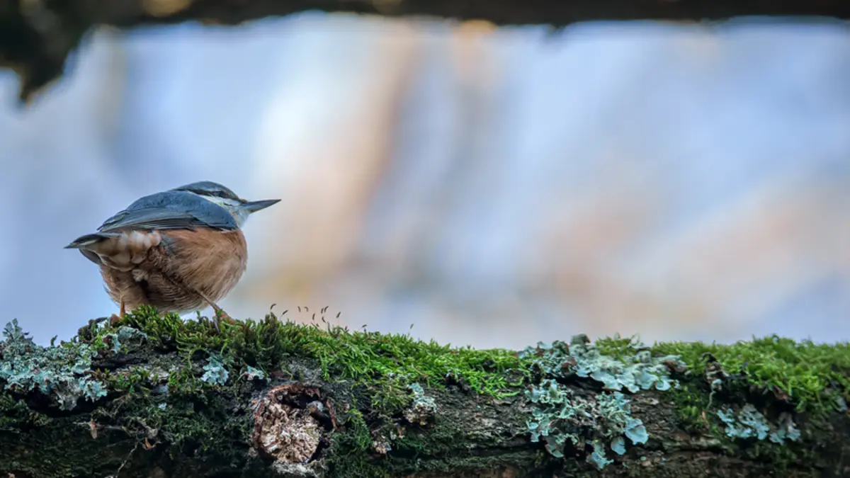Les oiseaux du Parc Floral de Paris