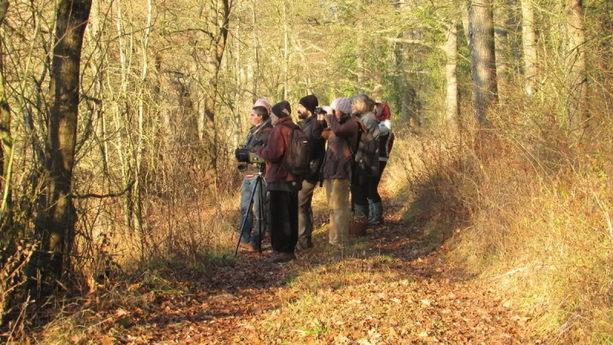 Sortie Nature Les oiseaux en hiver