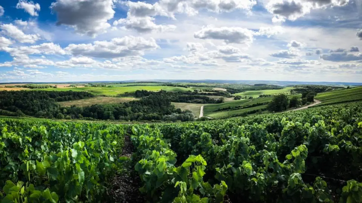 Le plateau de Blu