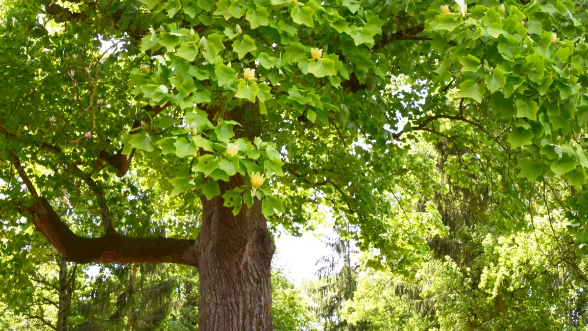 Le parc de Coursan-en-Othe