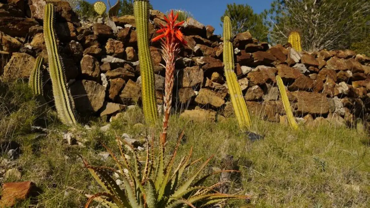 JARDIN BOTANIQUE DE FONCAUDE