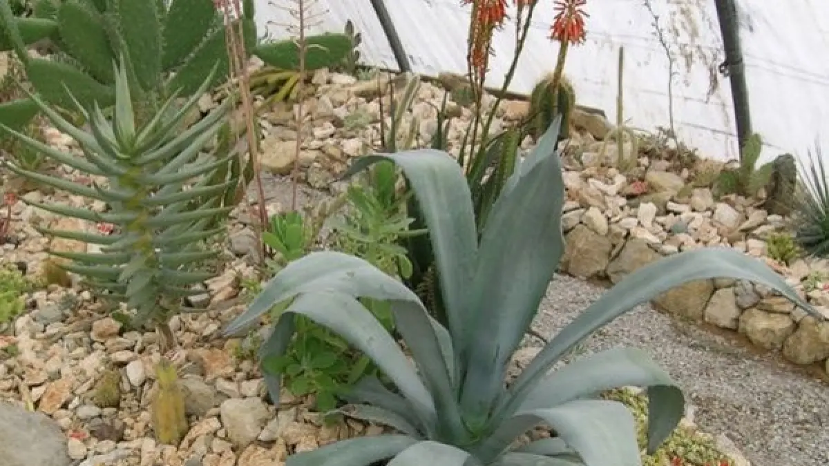 LA CACTUSERAIE D'ESCAÏRE-FIGUE