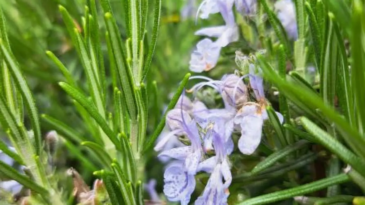 Les Aromatiques du Berry