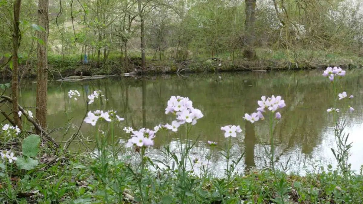 Le marais de la Presle