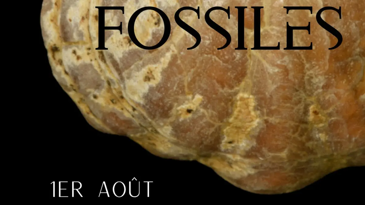 Exposition Fossiles