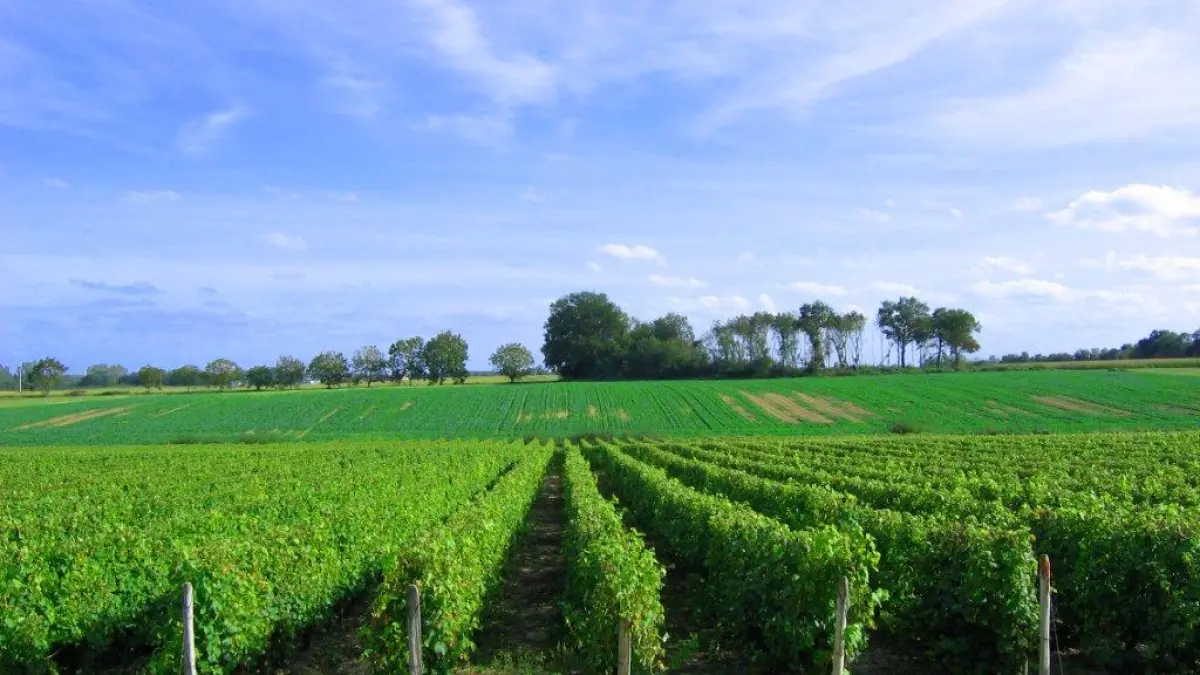 Entre vignobles et hameaux
