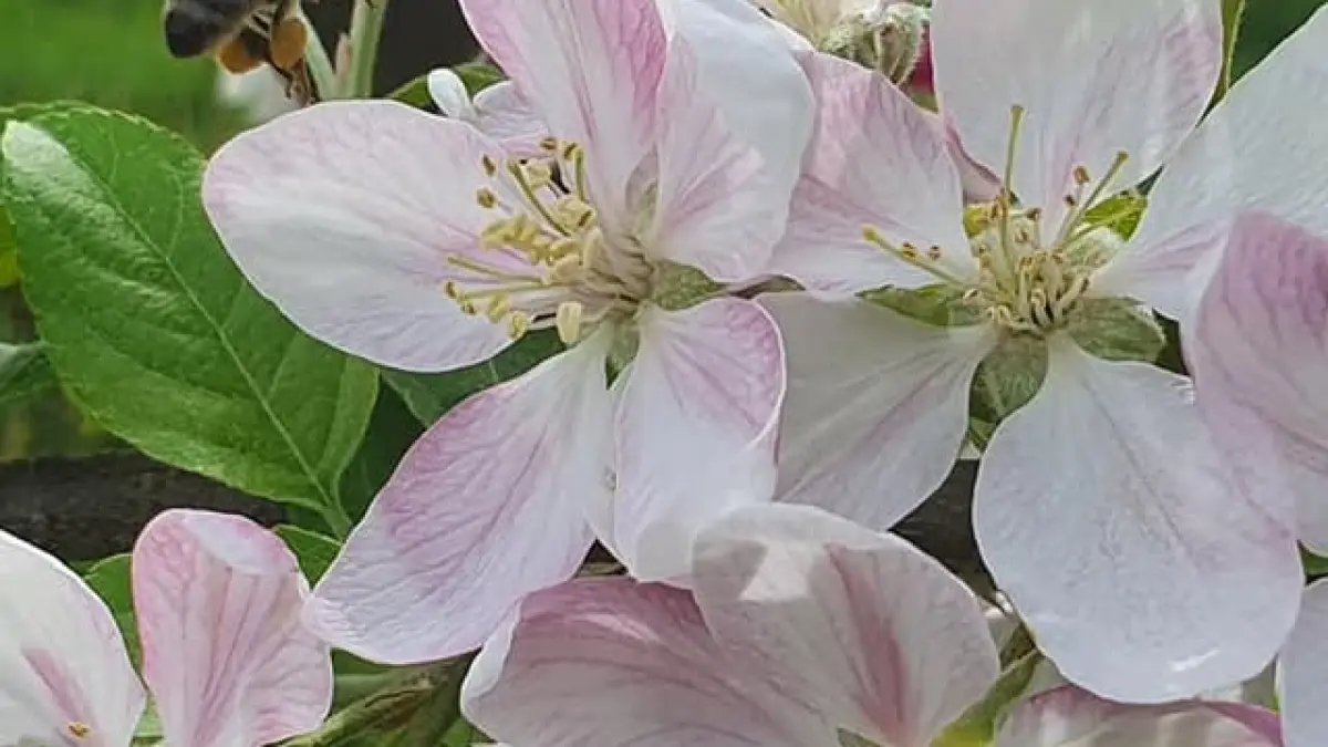 Visite ludique en famille du Verger BIO de Quinsac