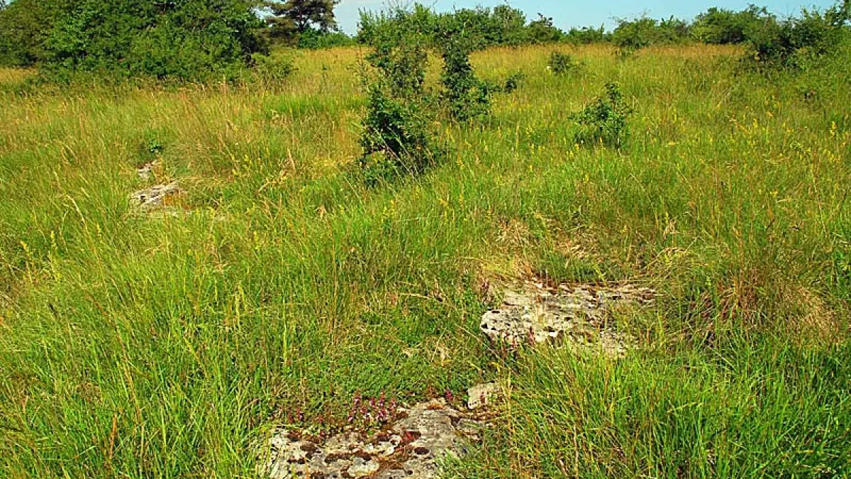 Pelouse sèche de la combe du bas de la forêt
