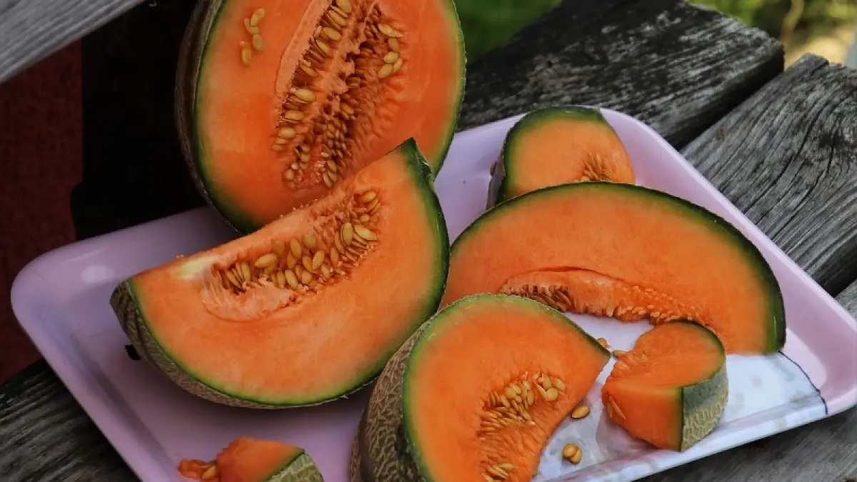 Foire aux melons