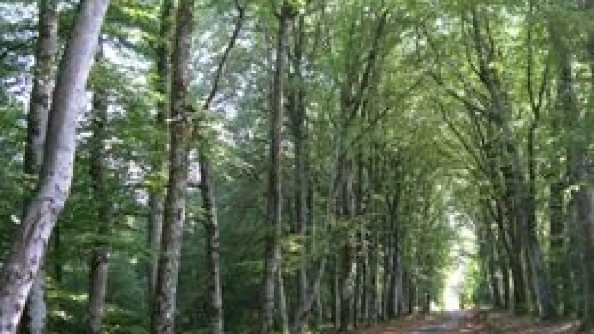 Chemin de l'âme de l'âne au Rio Négro