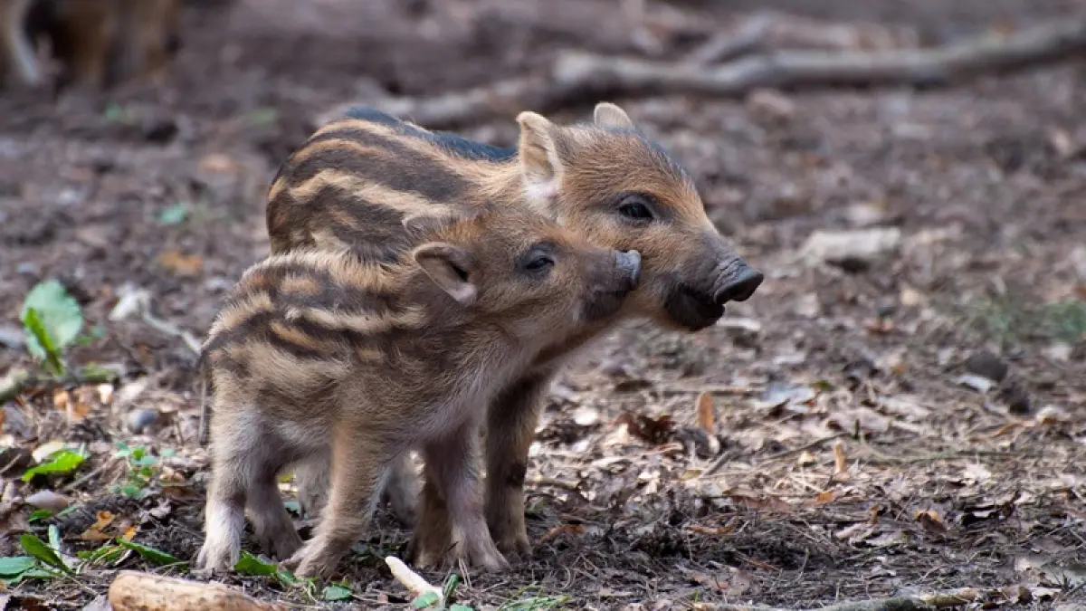 Repas de chasse de Doissat
