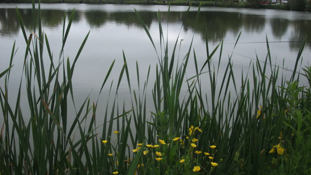 Etang du Petit Gasloup - Parcours découverte - Site labellisé