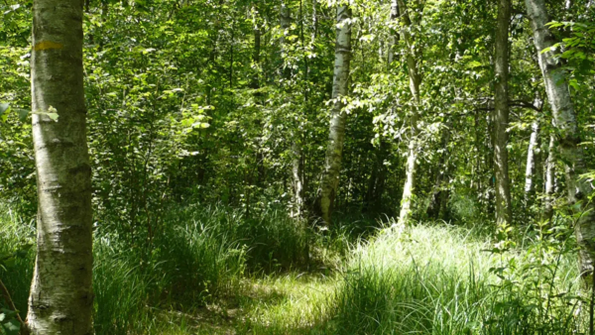 Sentier des grands marais d'Auneau