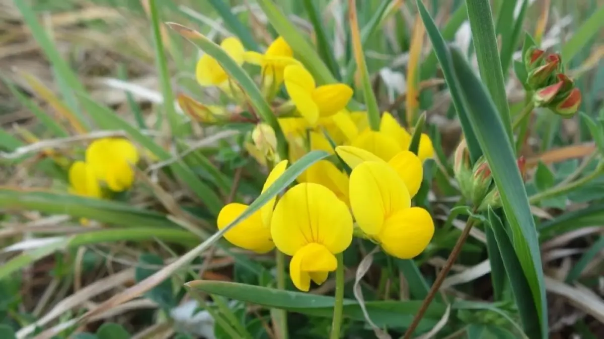 Mon Herbier Châtillonnais : Palluau-sur-Indre, la flore des rives de l’Indre
