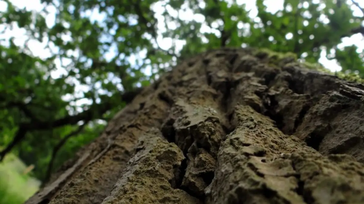 LA SECONDE VIE D’UN ARBRE