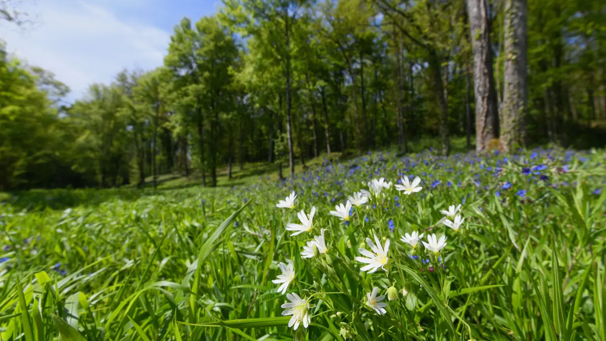 Visite des étangs de Narbonne au fil des saisons
