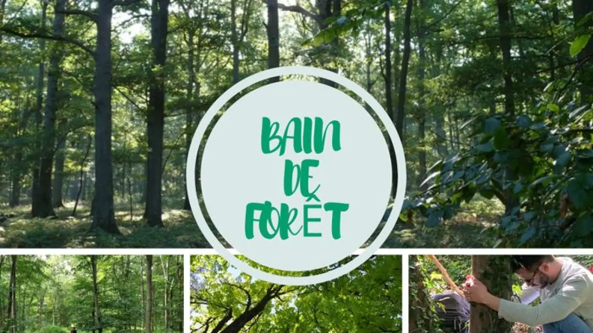 Bain de Forêt : une "bulle verte" relaxante et inspirante au milieu des arbres...