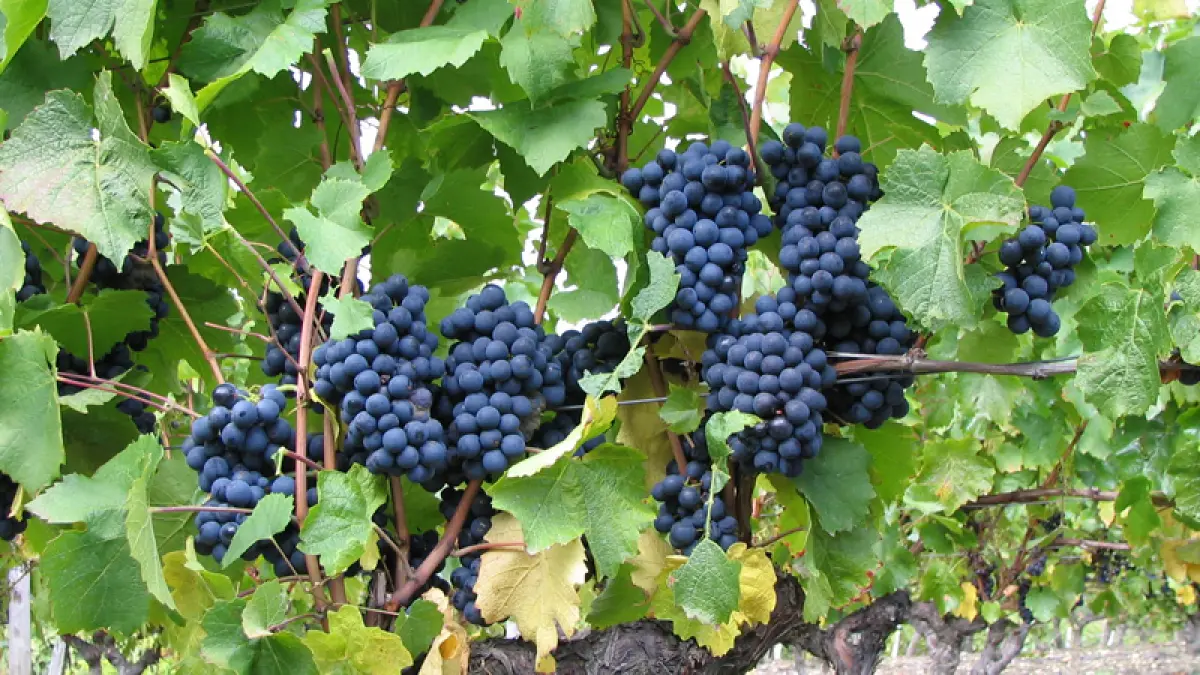 Découverte du vignoble