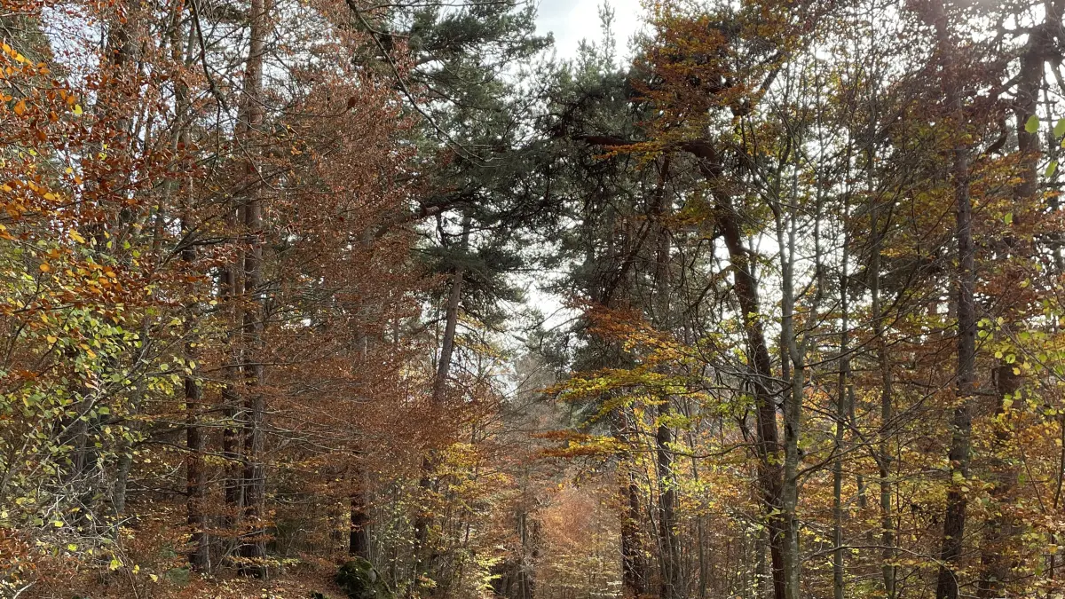 Bonnefont- Trail n°61