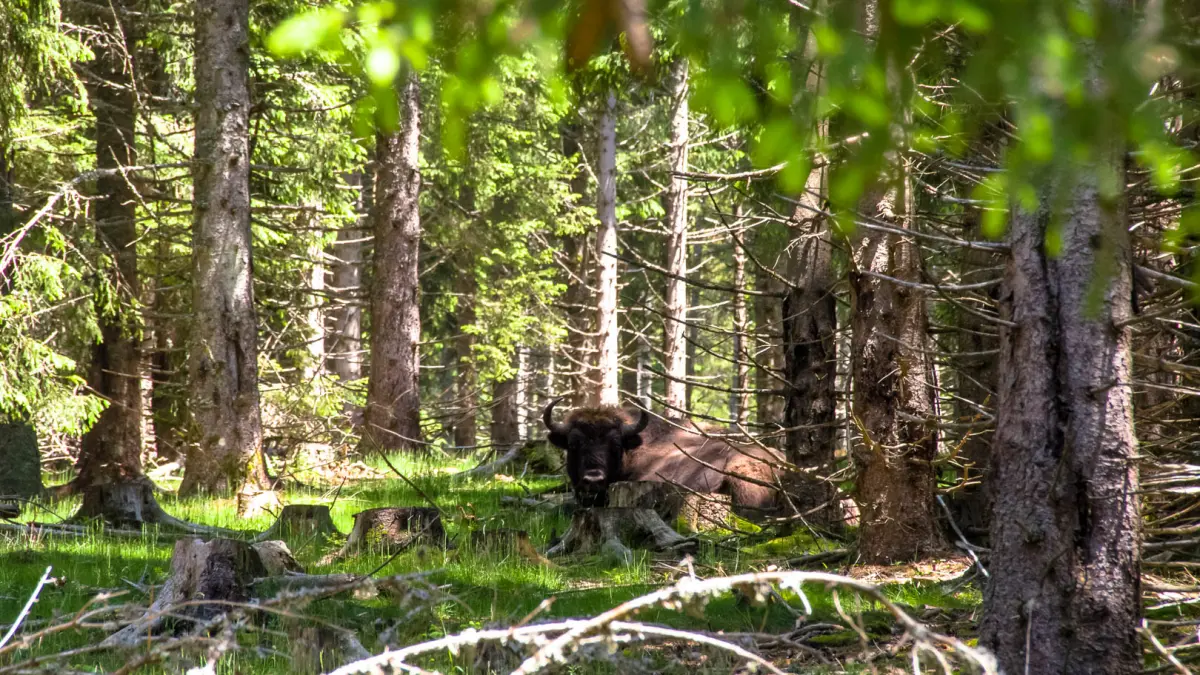 Les bisons de Margeride - PR n°26