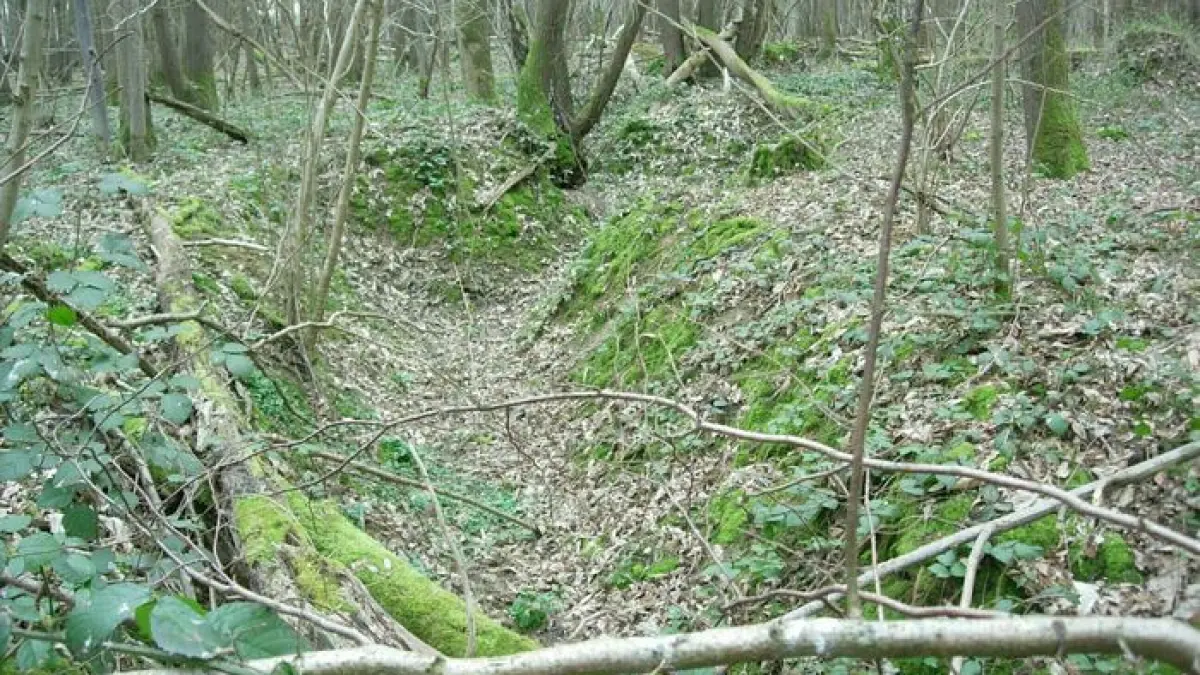 Sur les traces de la Grande Guerre en Forêt régionale de Montgé