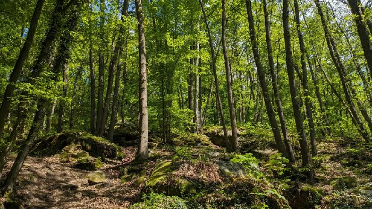Entre contes, histoire et biodiversité : voyage au cœur d'un patrimoine naturel et humain