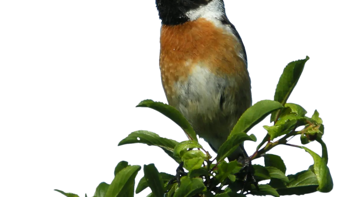Observation des oiseaux de la zone humide du site de Courpain