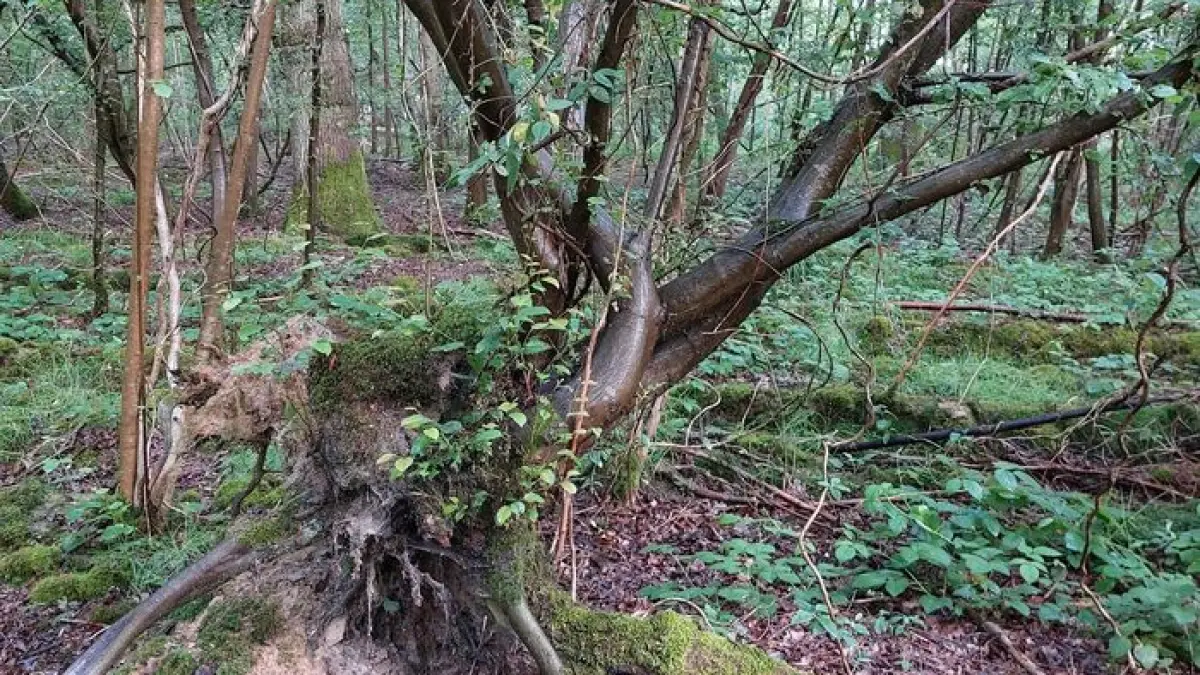 Balade à travers les troncs