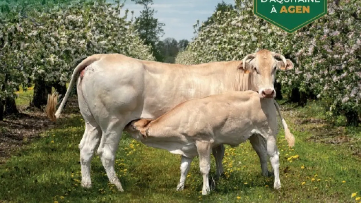 Concours national blonde d'aquitaine