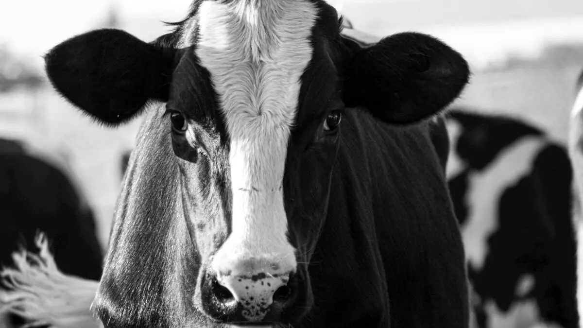 Visite de la ferme du Hameau Guilbert