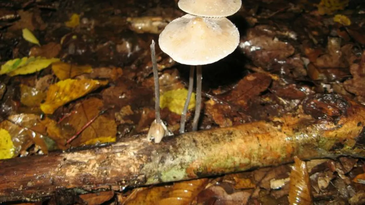 Tout savoir sur les champignons !