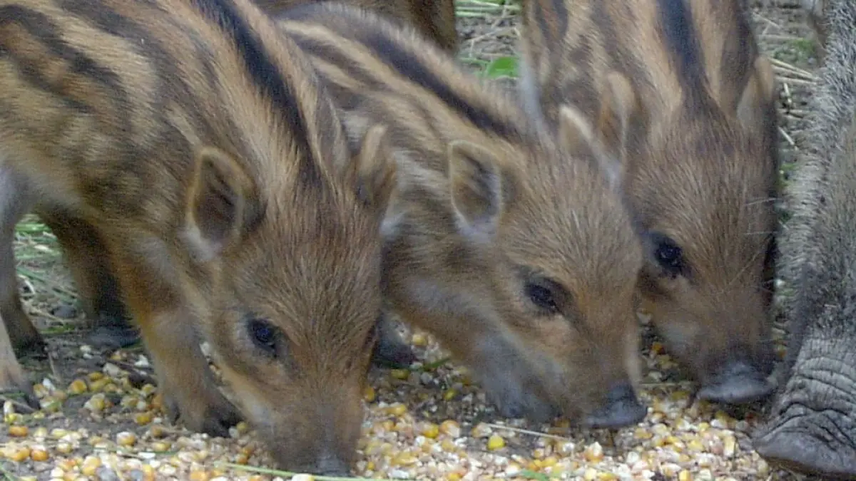 Parc animalier de La Bannie