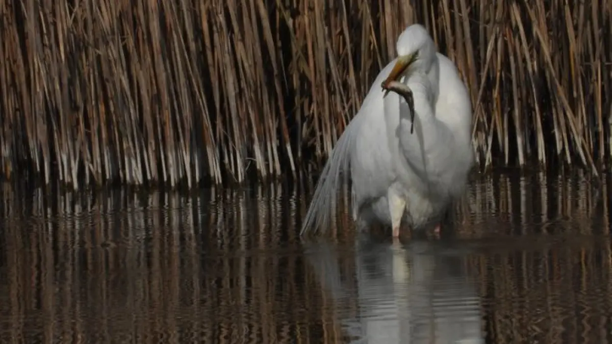 Les oiseaux hivernants du Grand-Voyeux