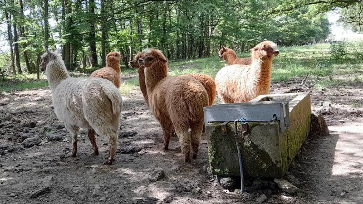 Visites guidées du GAEC de l'Altiplano ferme pédagogique