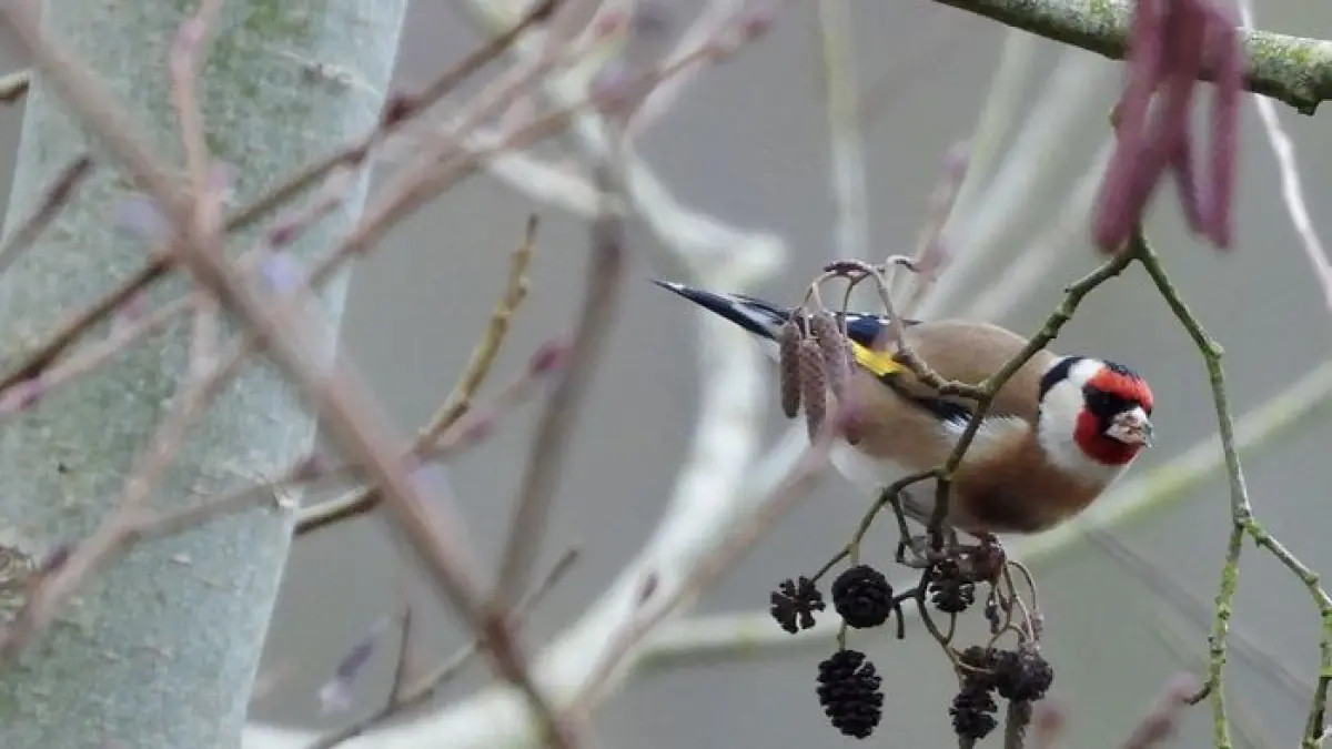 Observation des oiseaux, au début de l'hiver...