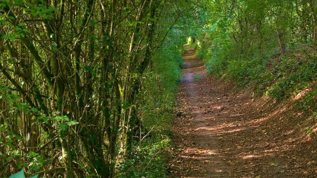 Forêt de l'altenberg